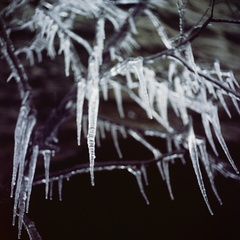 Ice on the Sheltowee Trace